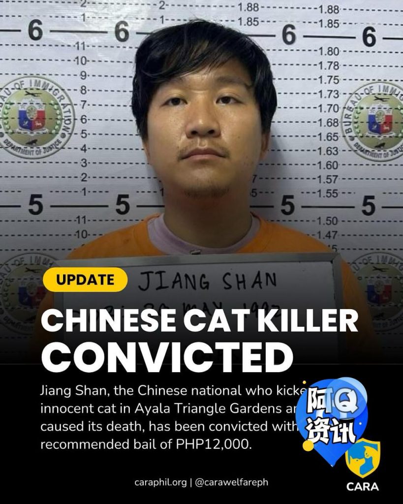 中国男子因虐猫致死被判有罪保释金定为12000比索-棋牌策略-棋牌交流-棋牌技巧网