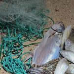 在阿联酋使用违禁设备捕鱼,最高罚款10万迪拉姆-棋牌策略-棋牌交流-棋牌技巧网